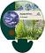 Agapanthus 'Dr Brouwer'