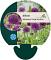 Allium afl. 'Purple Sensation'