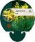 Asphodeline lutea