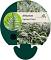 Athyrium niponicum pictum