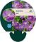 Aubrieta 'Kitte'