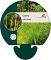 Carex elata 'Aurea'