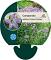 Campanula lact. 'Prichard's Var.'
