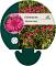 Echinacea 'Delicious Candy'