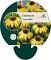 Echinacea 'Harvest Moon'