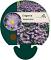 Erigeron 'Dunkelste Aller'