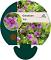 Geranium 'Dilys'
