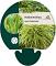 Hakonechloa macra 'Albostriata'
