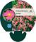 Helianthemum 'Ben Hope'