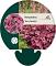 Heuchera 'Berry Smoothie'