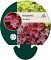 Heuchera 'Fire Chief'