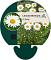 Leucanthemum (S) 'Becky'