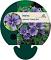 Malva sylvestris 'Primley Blue'