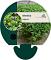 Mentha requienii
