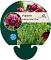 Papaver or. 'Patty's Plum'