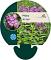 Phlox (M) 'Alpha'
