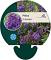 Phlox (P) 'Amethyst'