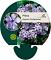 Phlox div. 'Chattahoochee'
