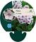 Phlox (P) 'Europa'