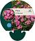 Phlox (P) 'Rijnstroom'