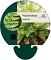 Polystichum aculeatum