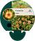 Potentilla tonguei