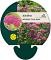 Achillea m. 'Cerise Queen'