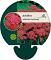 Achillea m. 'Red Beauty'