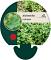Alchemilla erythropoda