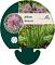 Allium 'Millenium'
