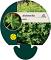 Alchemilla mollis