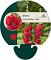 Alcea rosea 'Pleniflora' (rood)
