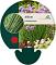 Allium schoenoprasum