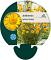 Anthemis hyb. 'Kelwayi'