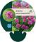Armeria mar. 'Dusseldorfer Stolz'
