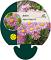 Aster alpinus 'Happy End'