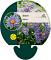 Aster alpinus