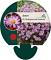 Aster (D) 'Herbstgruss v. Bresserh'