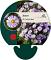 Aster (D) 'Lady in Blue'