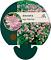 Astrantia maj. 'Pink Pride'