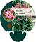 Astrantia maj. 'Primadonna'