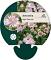 Astrantia maj. 'Rosa Lee'