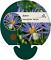 Aster macrophyllus 'Twilight'