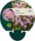 Aster (D) 'Peter Harrison'