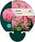 Astilbe (J) 'Rheinland'