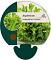 Asplenium scol. 'Cristatum'