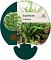 Asplenium trichomanes