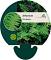 Athyrium filix-femina