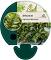 Athyrium nip. 'Metallicum