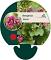 Bergenia 'Rotblum'